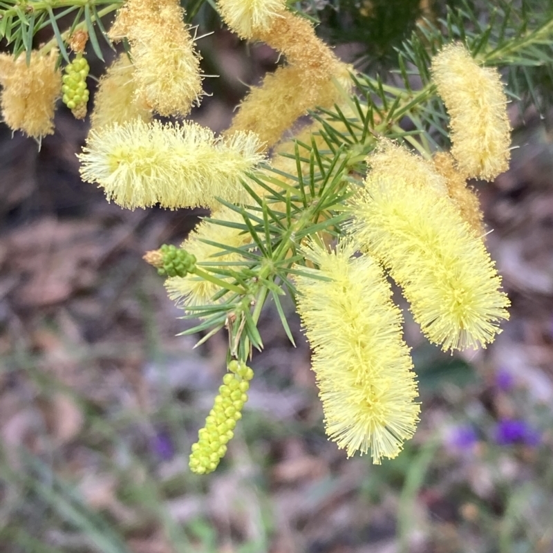 Acacia verticillata