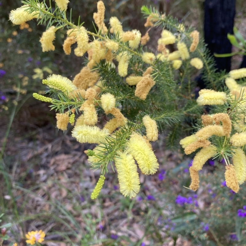 Acacia verticillata