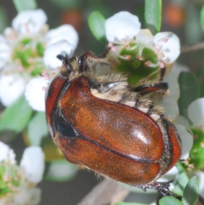 FEMALE