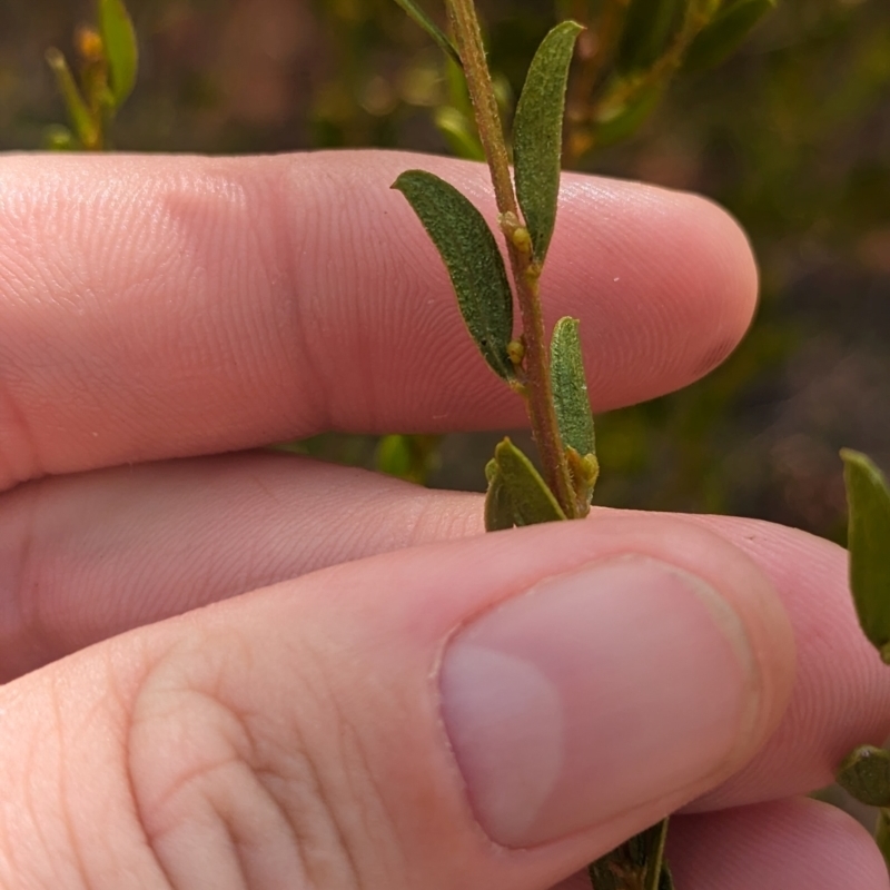 Acacia wilhelmiana