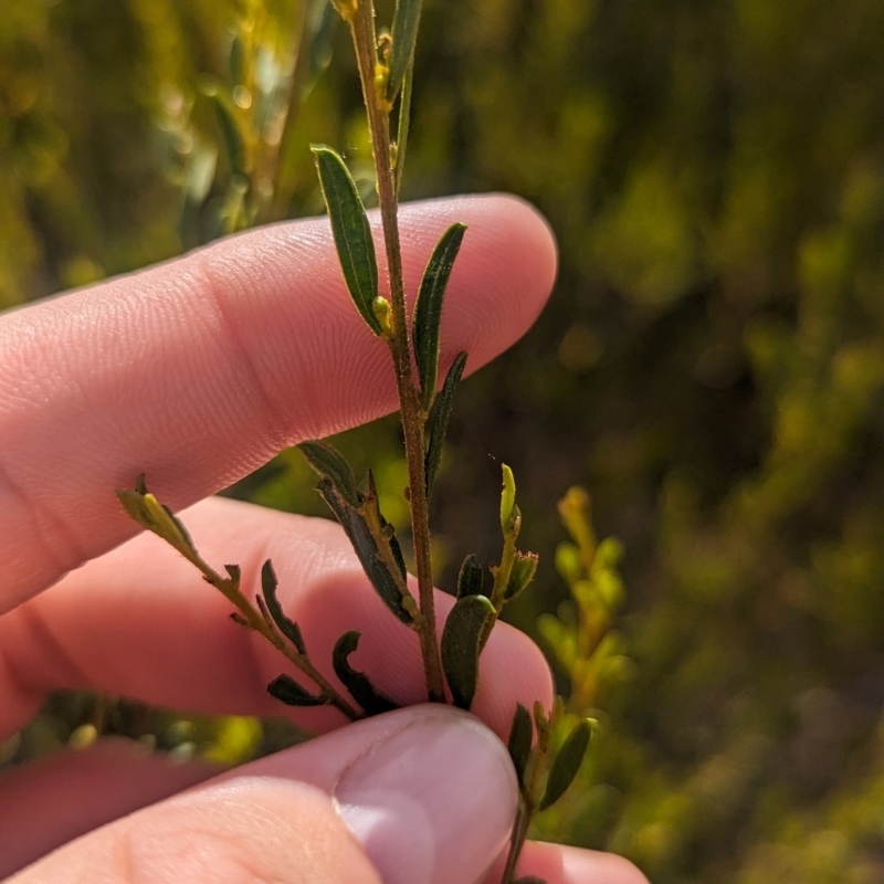 Acacia wilhelmiana