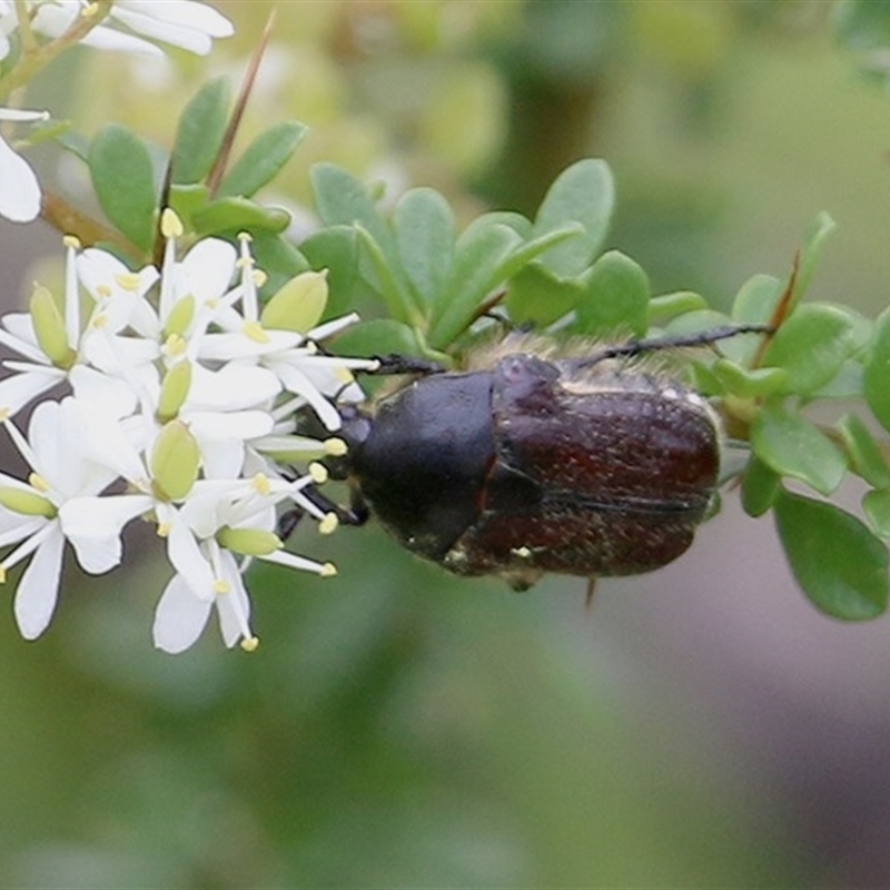 Bisallardiana sp.