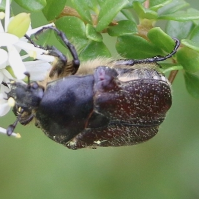 Bisallardiana sp.