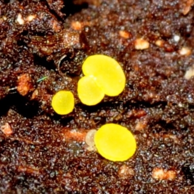 Bisporella citrina