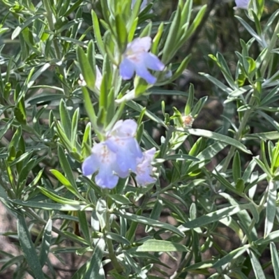 Eremophila scoparia