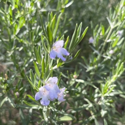 Eremophila scoparia