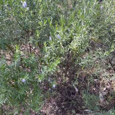 Eremophila scoparia