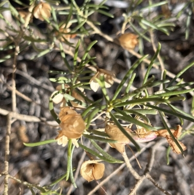 Eremophila alternifolia