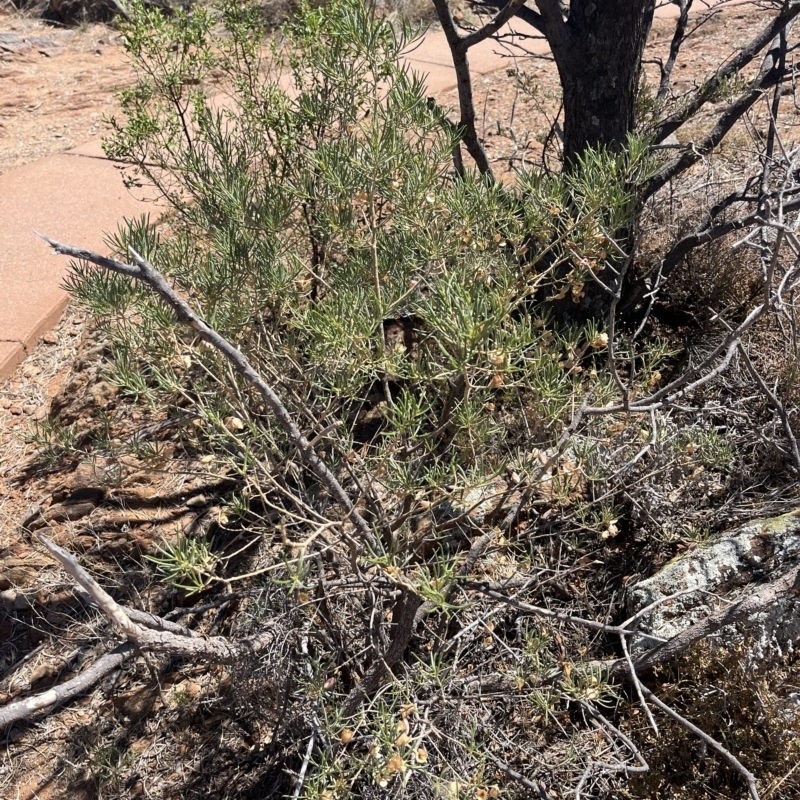 Eremophila alternifolia