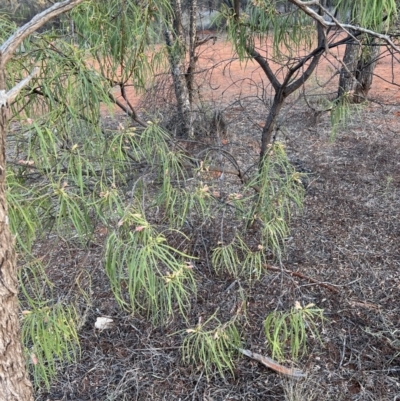 Eremophila longifolia