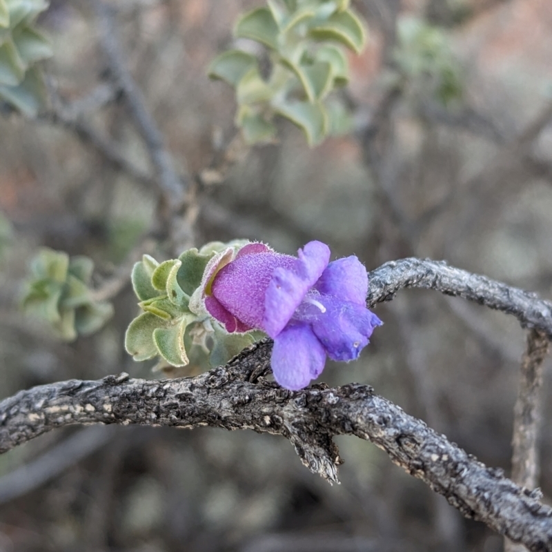 Eremophila rotundifolia