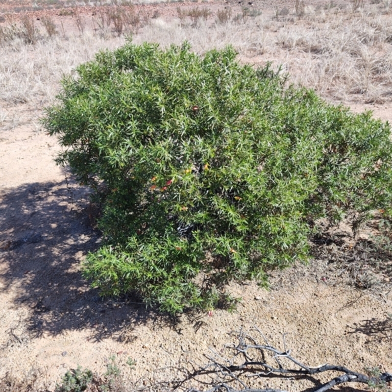 Eremophila duttonii