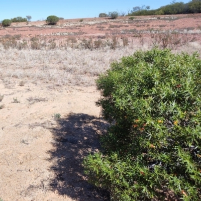 Eremophila duttonii