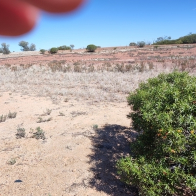 Eremophila duttonii