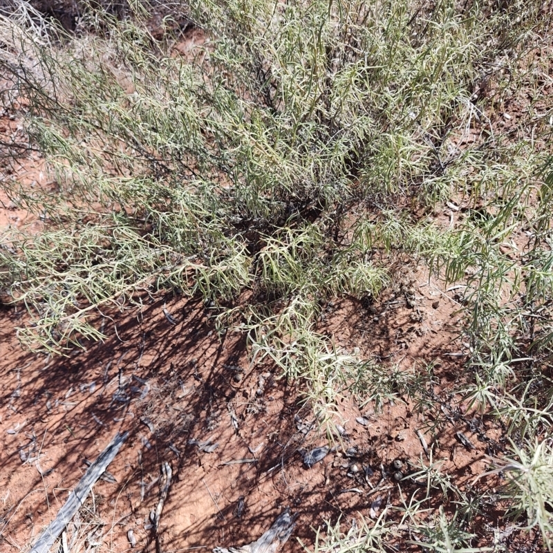 Eremophila gilesii