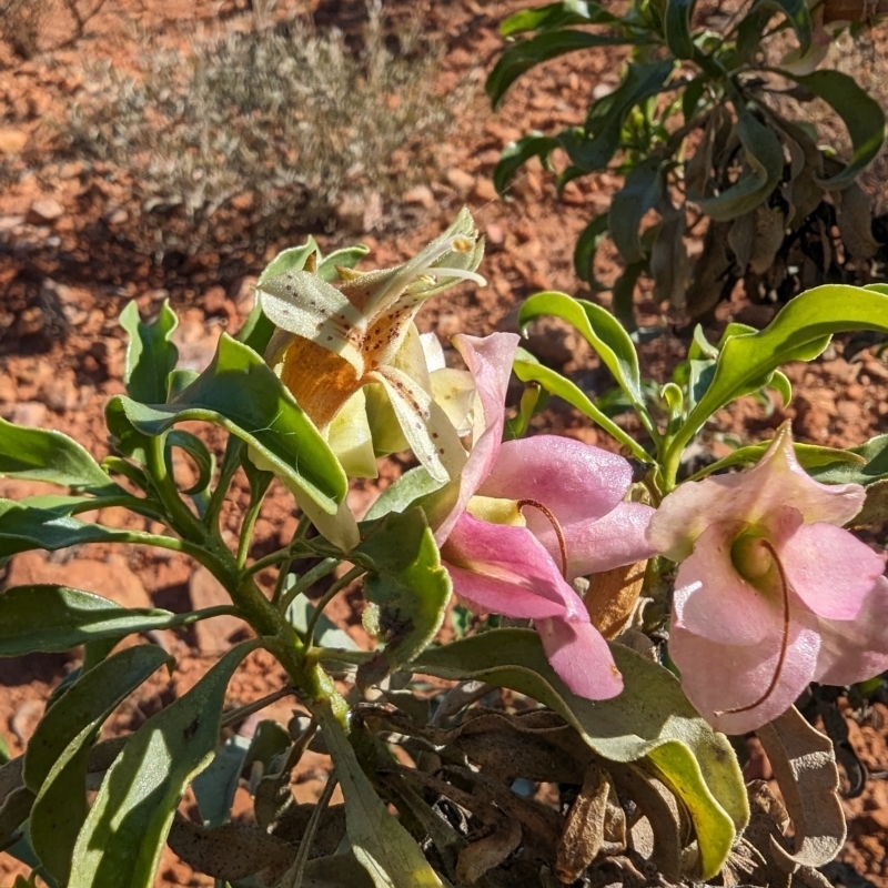 Eremophila galeata