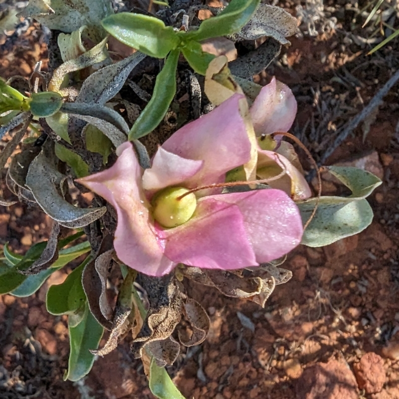 Eremophila galeata