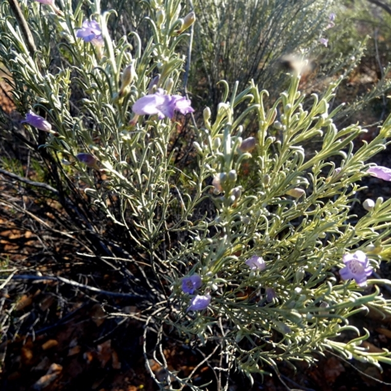 Eremophila pantonii