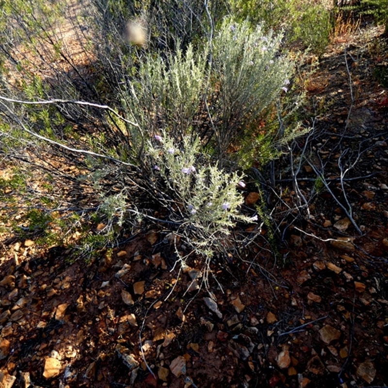 Eremophila pantonii