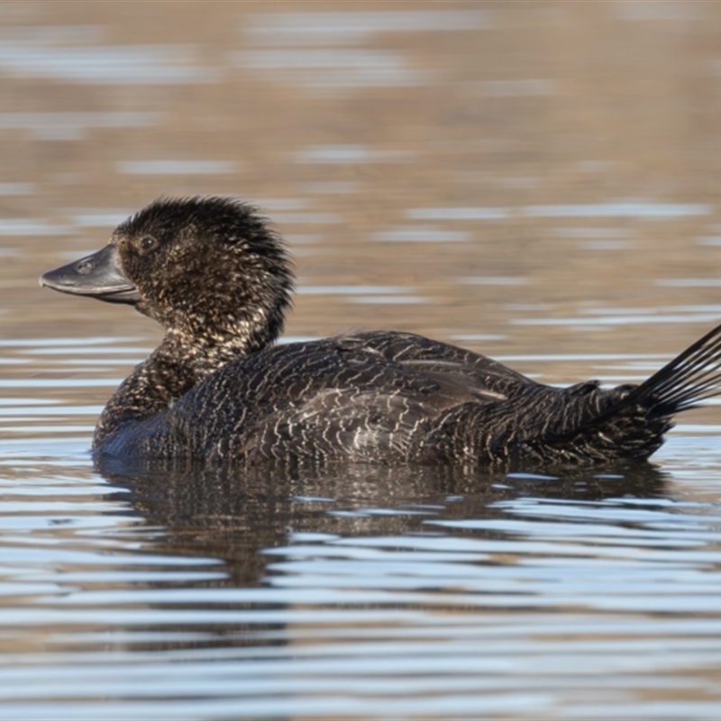 Female