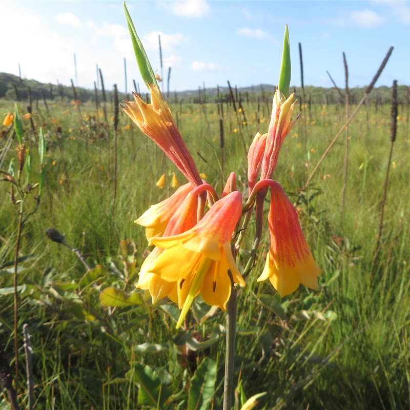 Blandfordia grandiflora