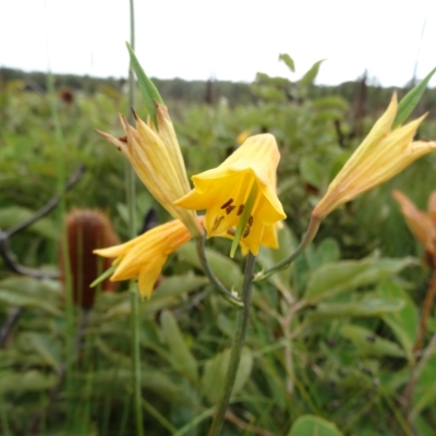 Blandfordia grandiflora