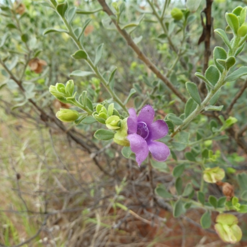 Eremophila willsii