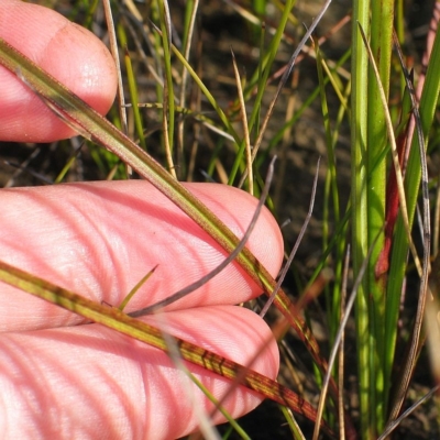 Blandfordia nobilis