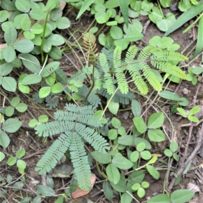 Acacia yalwalensis