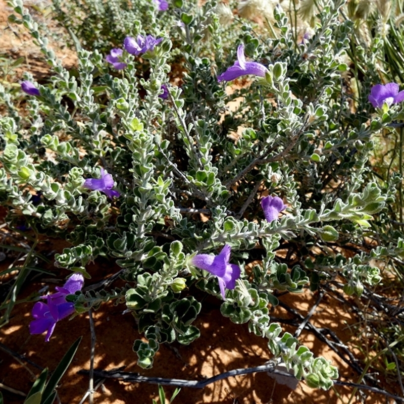 Eremophila obovata