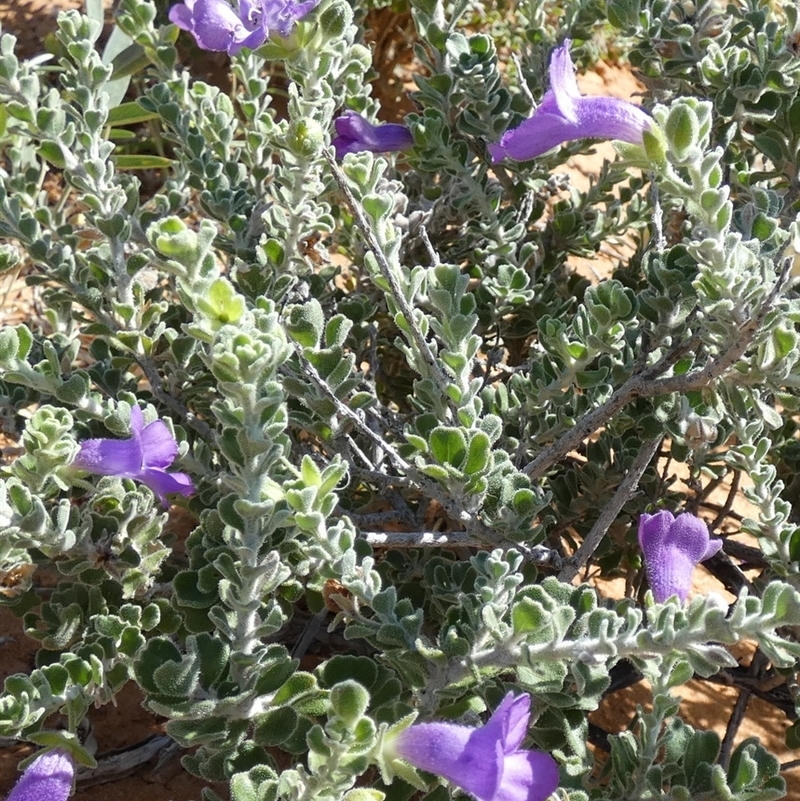 Eremophila obovata