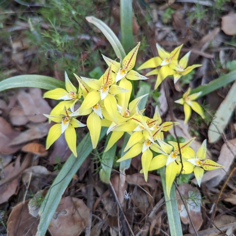 Caladenia flava