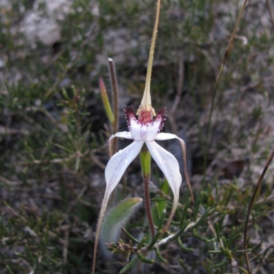 Caladenia longicauda