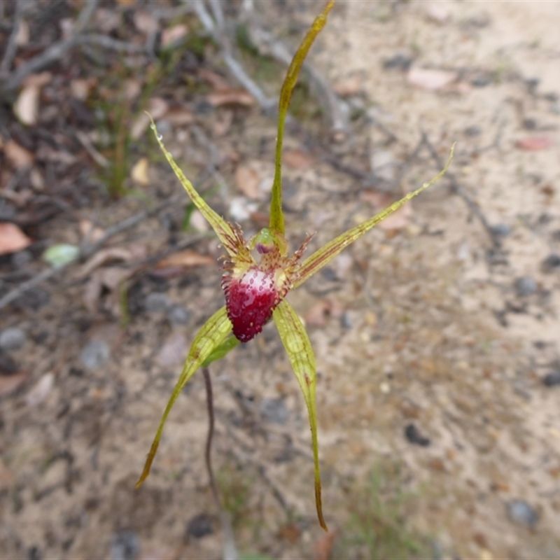 Caladenia pectinata