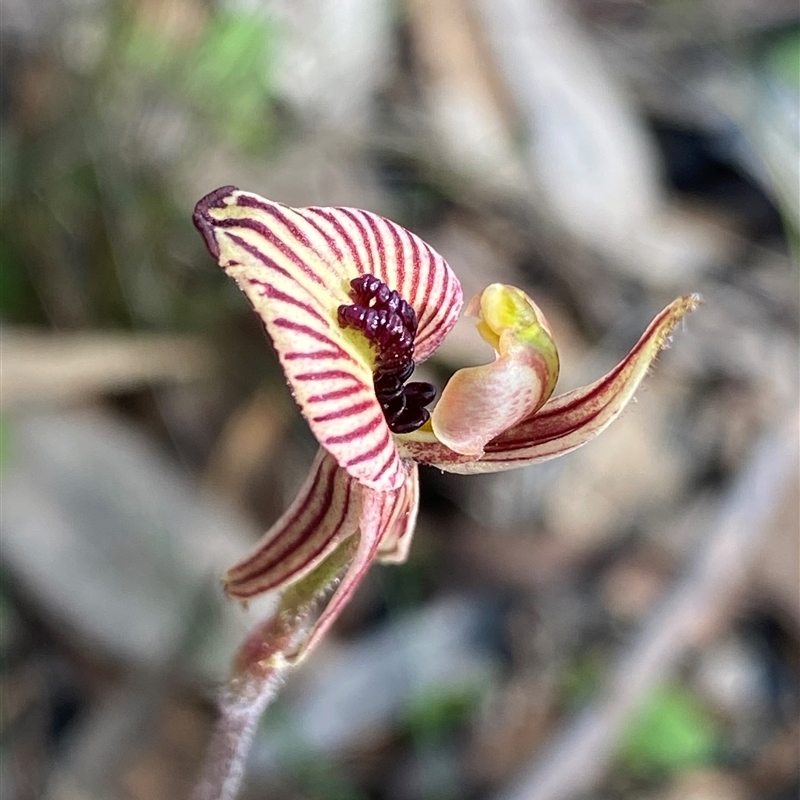 Caladenia cairnsiana