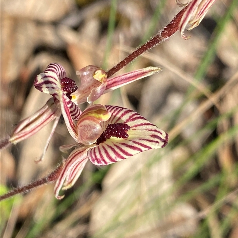 Caladenia cairnsiana