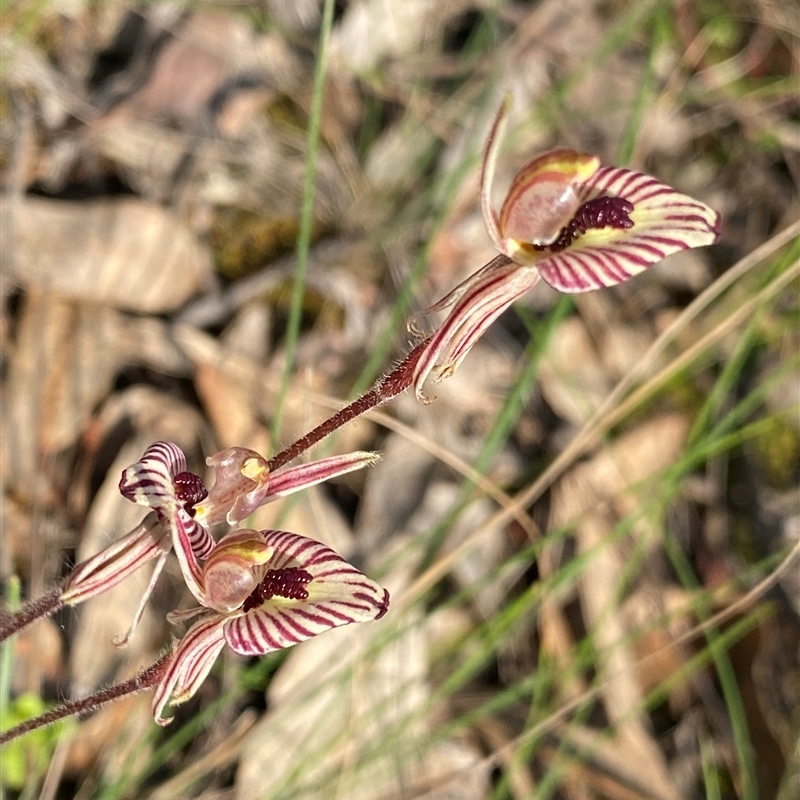 Caladenia cairnsiana