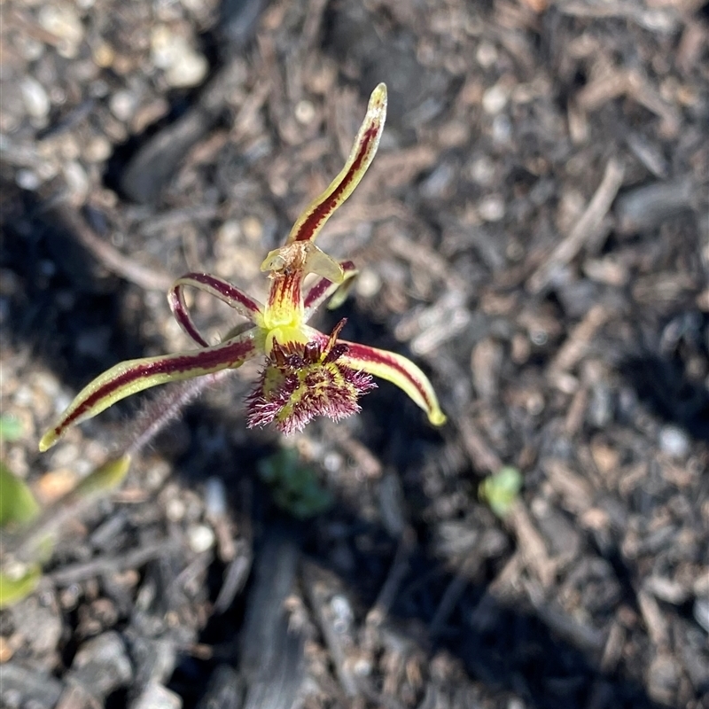 Caladenia barbarossa