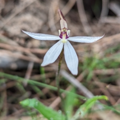 Ericksonella saccharata