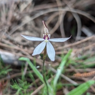 Ericksonella saccharata