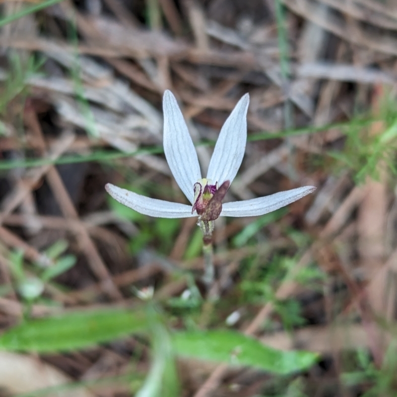 Ericksonella saccharata