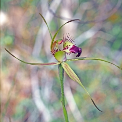 Caladenia brownii