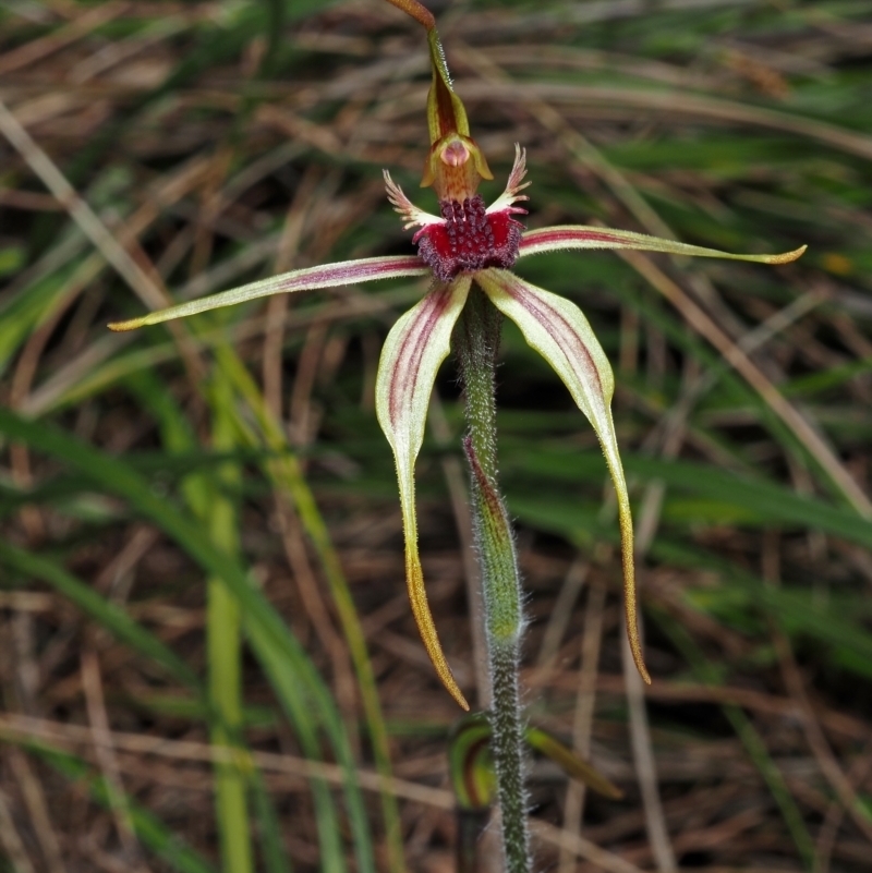 Caladenia longiclavata