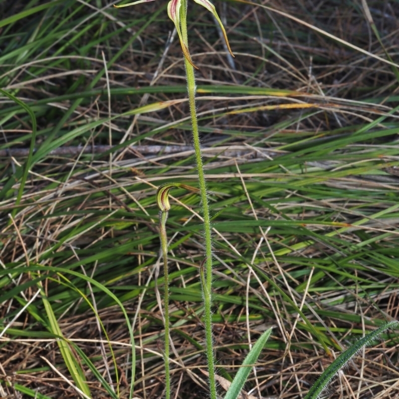 Caladenia longiclavata