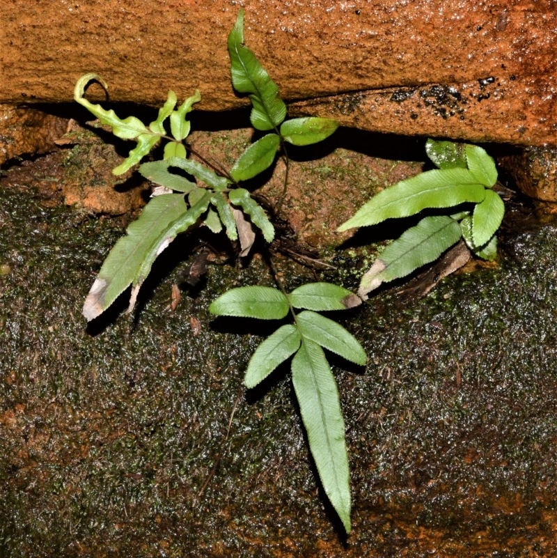 Blechnum ambiguum