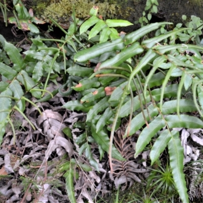 Blechnum ambiguum