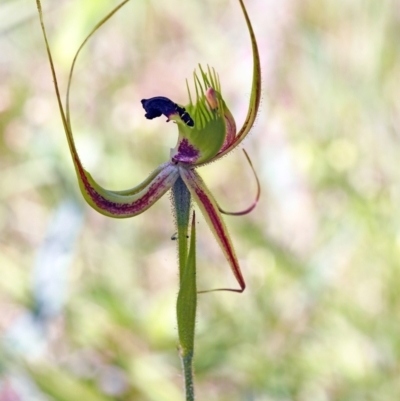 Caladenia attingens