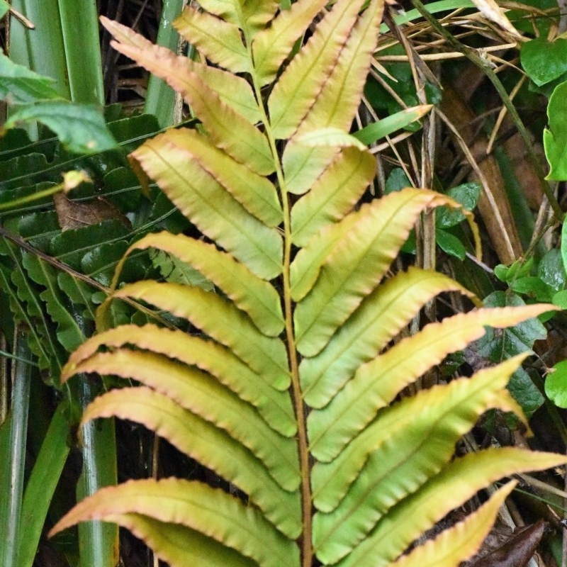 Blechnum camfieldii