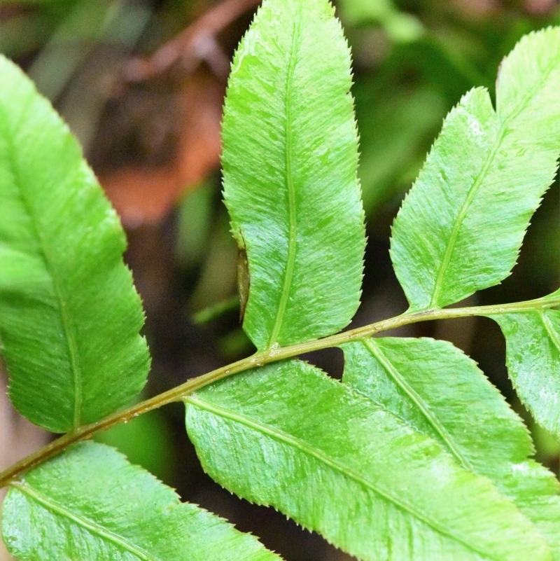 Blechnum camfieldii