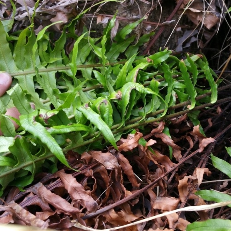 Blechnum cartilagineum